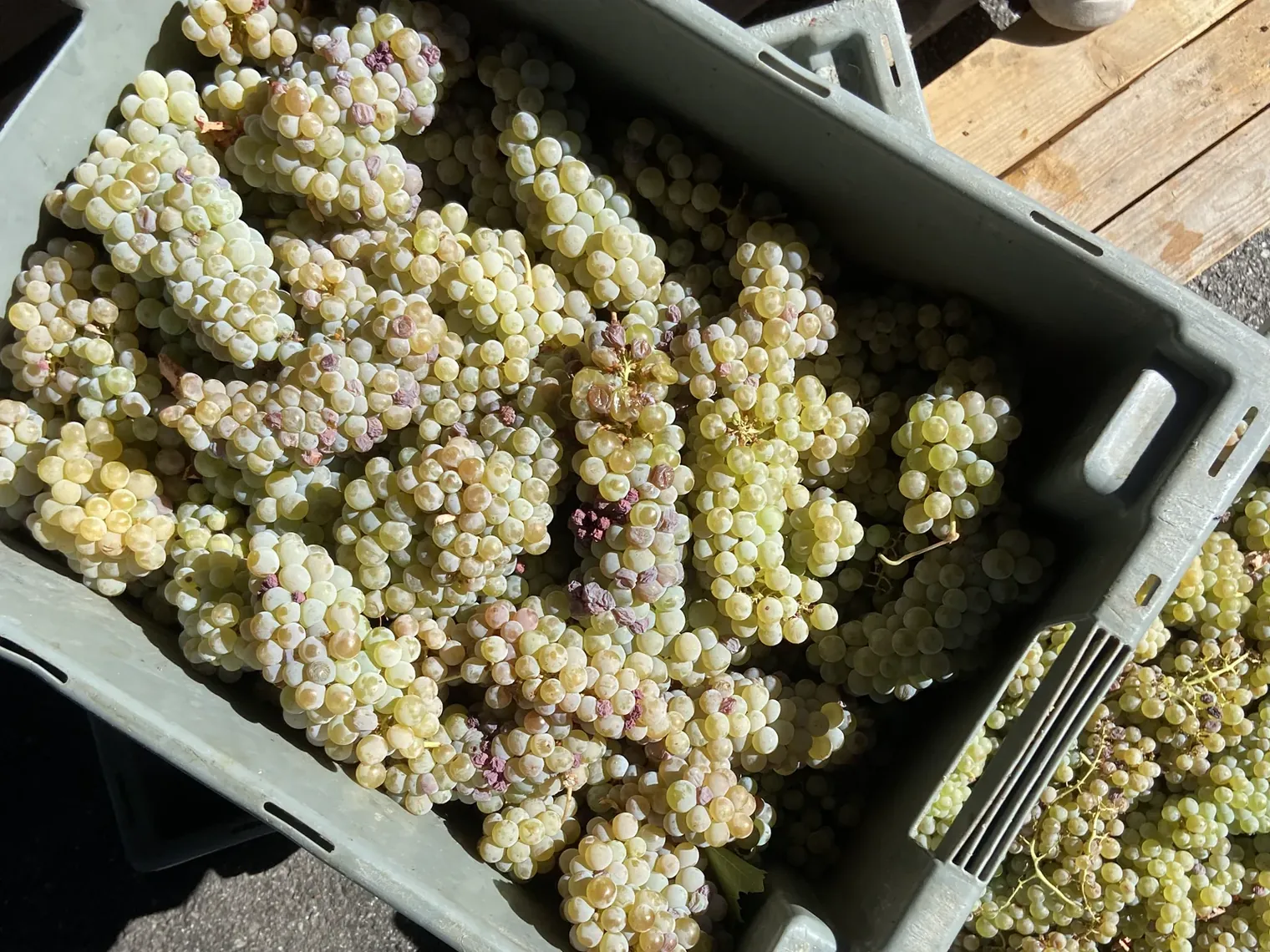 Caixas de uvas brancas acabadas de chegar à adega
