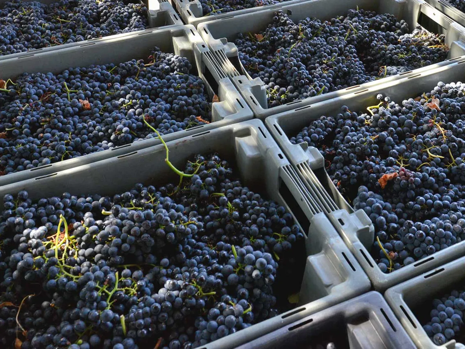 Caixas de uvas tintas acabadas de chegar à adega