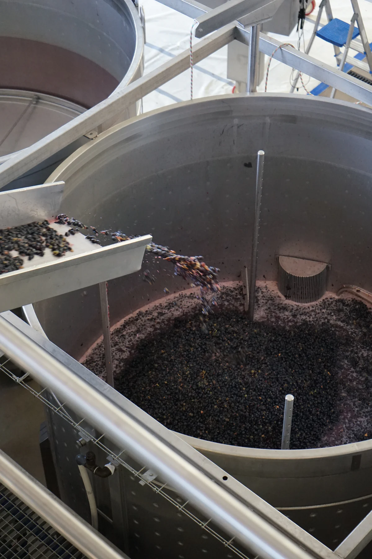 Uvas tintas inteiras a cair da calha para a cuba de fermentação