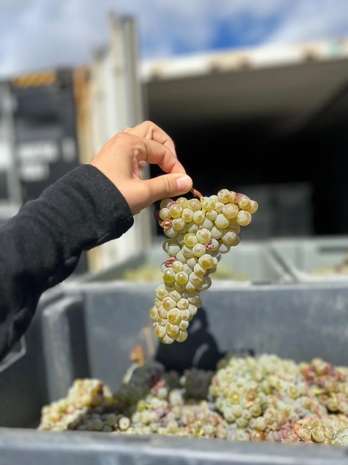 Cacho de uvas brancas acabado de vindimar