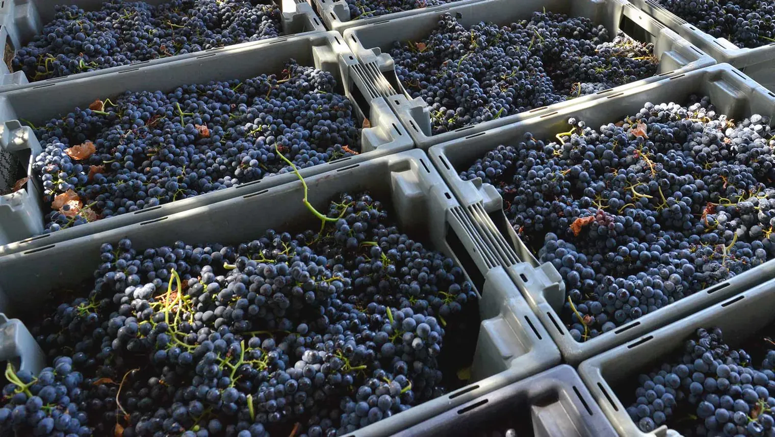 Caixas de uva acabada de apanhar na Quinta
