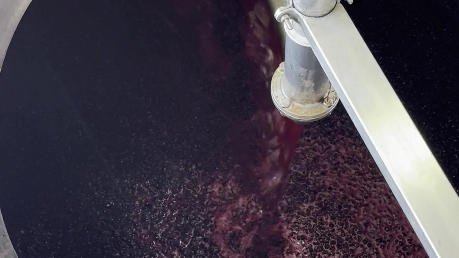 Mosto tinto na cuba durante a vindima de 2026
